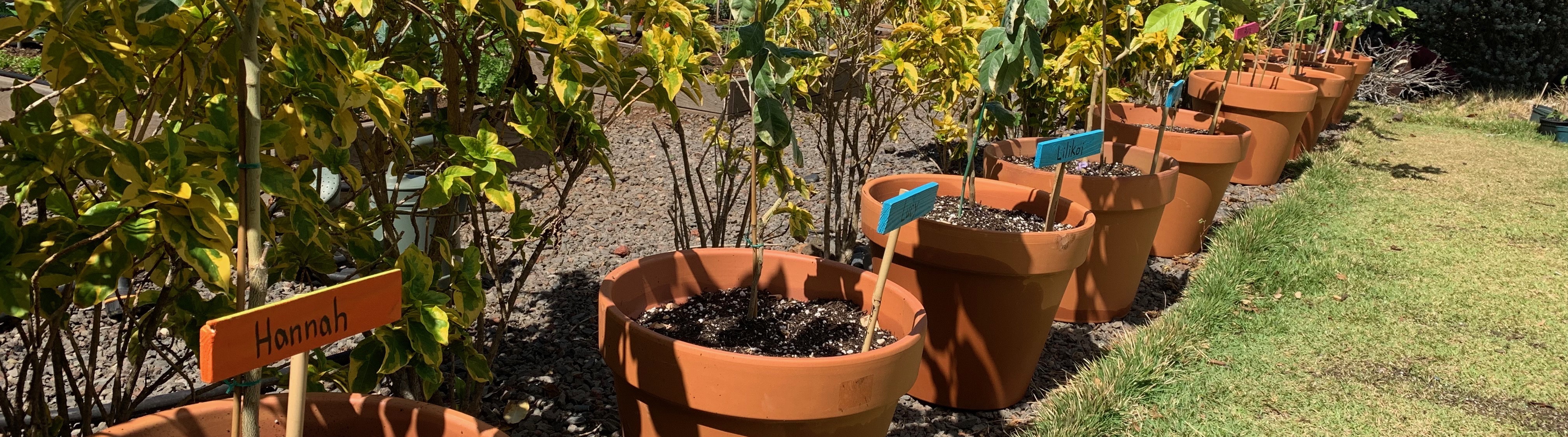 A row of potted lemon trees with name signs