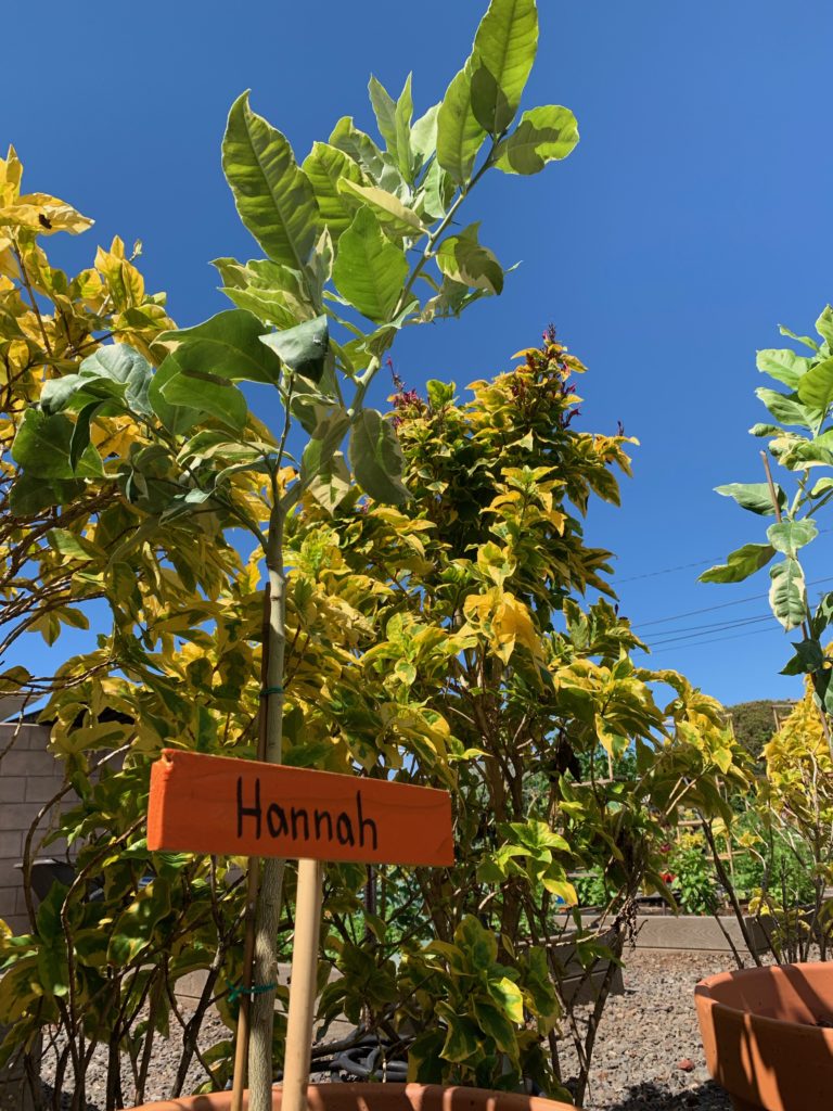 Sign with word Hannah in front of lemon trees at Sacred Hearts | Bizgenics Foundation