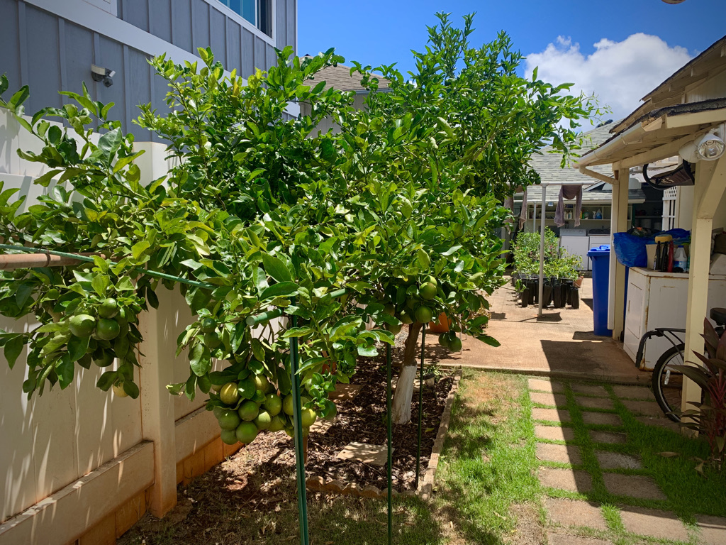 Project Lemon Tree Wind-protected