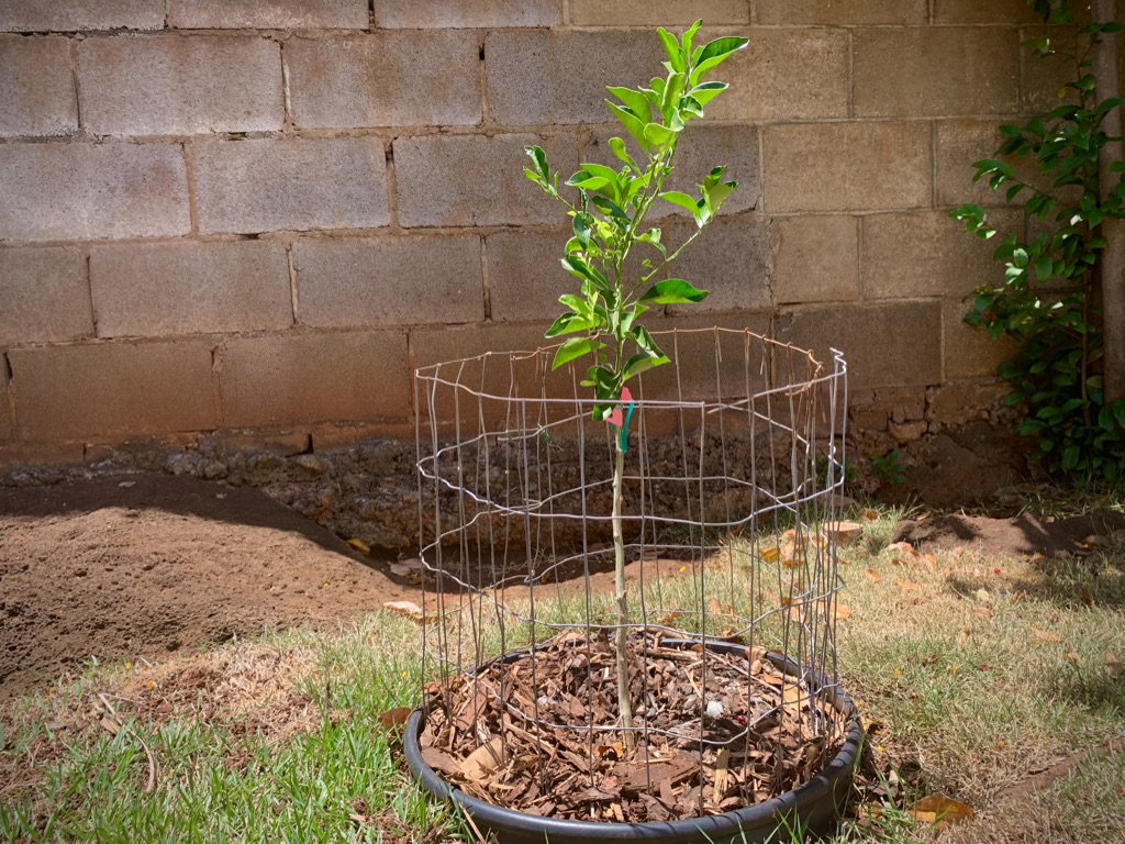 Project Lemon Tree ground planting