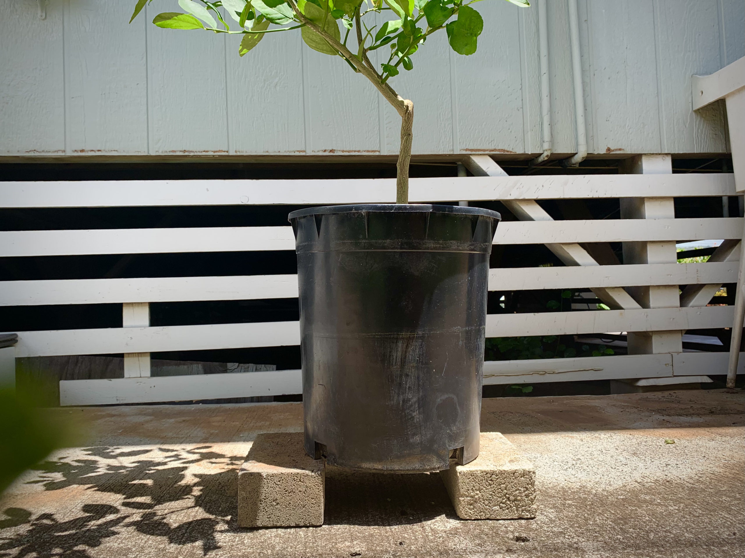 Project Lemon Tree pot planting